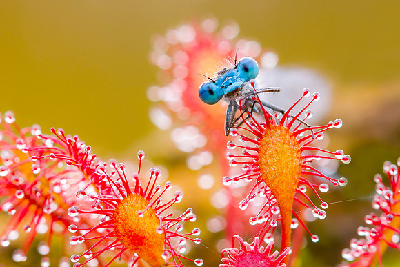 Watersnuffel in Zonnedauw
