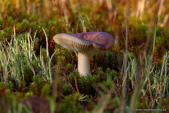 Paddenstoelen 2024-087