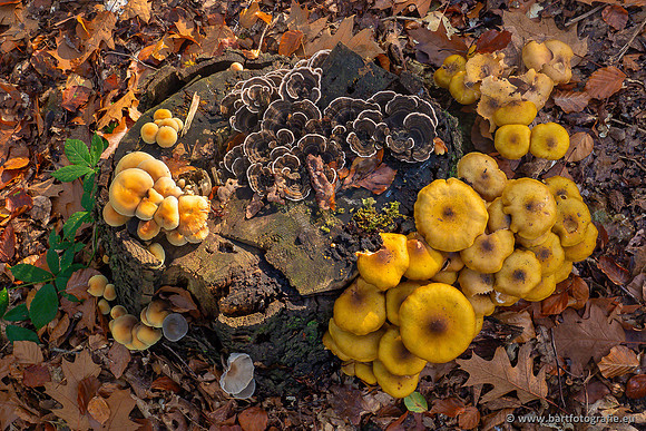 Paddenstoelen 2024-030