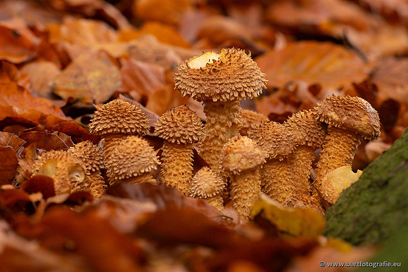 Paddenstoelen 2024-090
