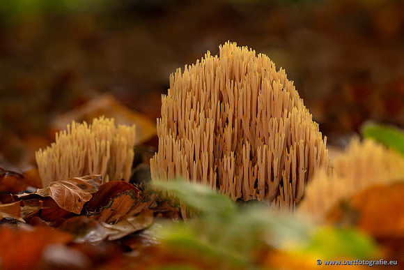 Paddenstoelen 2024-051