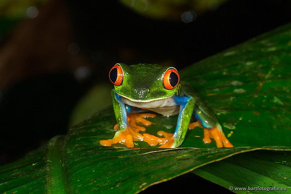 Costa Rica 2018, Bart Fotografie-004