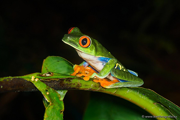 Costa Rica 2018, Bart Fotografie-005