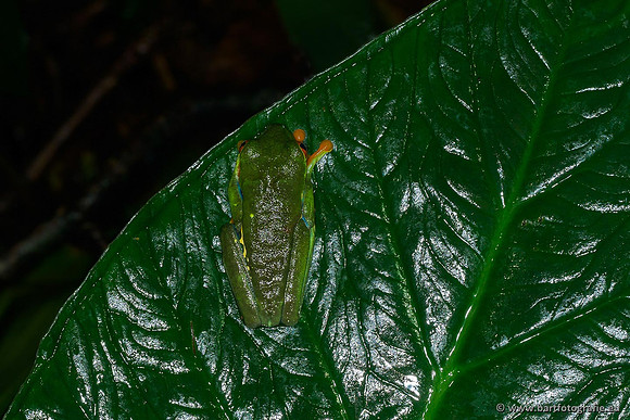 Costa Rica 2018, Bart Fotografie-006