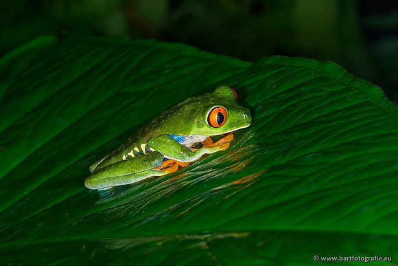 Costa Rica 2018, Bart Fotografie-007