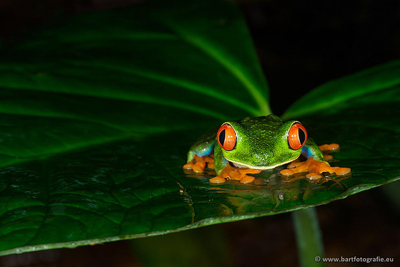 Costa Rica 2018, Bart Fotografie-008