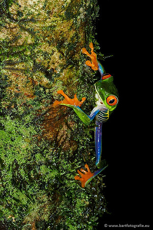 Costa Rica 2018, Bart Fotografie-011
