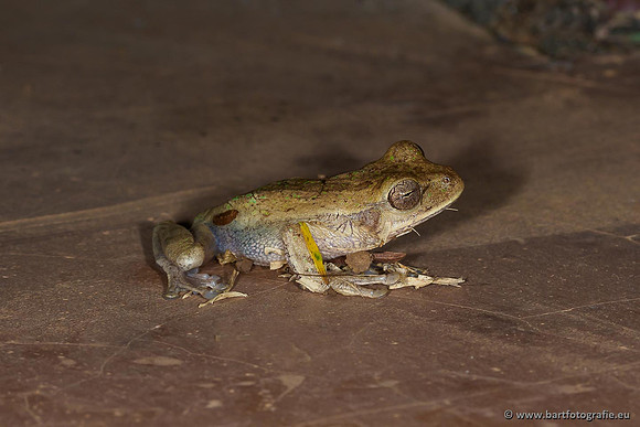 Costa Rica 2018, Bart Fotografie-013