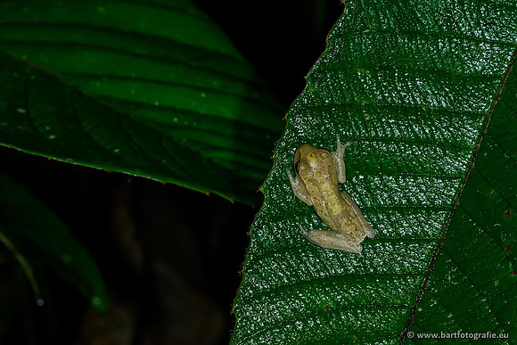Costa Rica 2018, Bart Fotografie-014