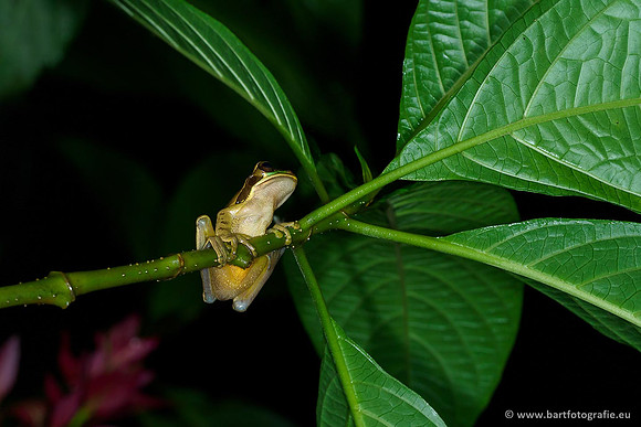 Costa Rica 2018, Bart Fotografie-017