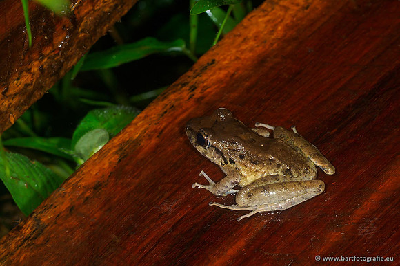 Costa Rica 2018, Bart Fotografie-018