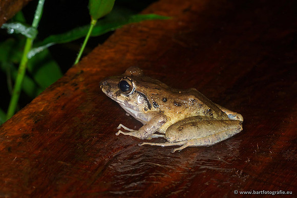Costa Rica 2018, Bart Fotografie-019
