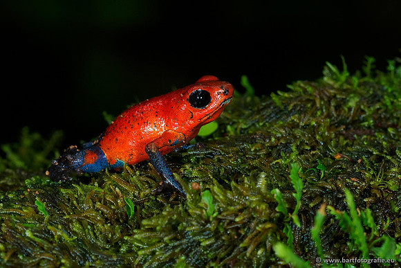 Costa Rica 2018, Bart Fotografie-023