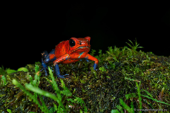 Costa Rica 2018, Bart Fotografie-024