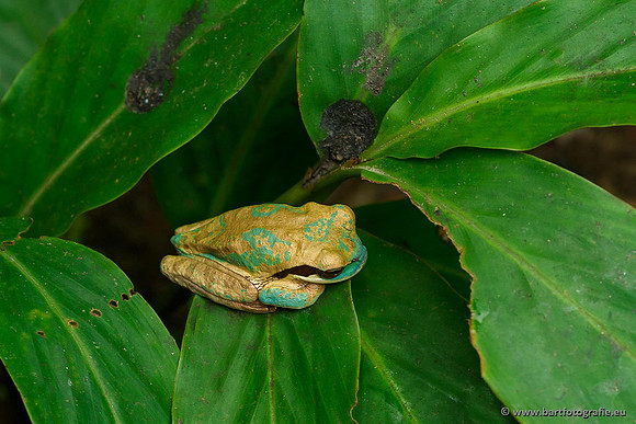 Costa Rica 2018, Bart Fotografie-031