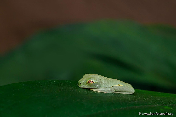 Costa Rica 2018, Bart Fotografie-032