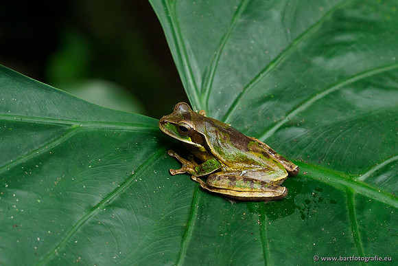 Costa Rica 2018, Bart Fotografie-034