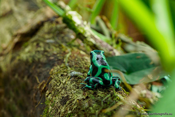 Costa Rica 2018, Bart Fotografie-035
