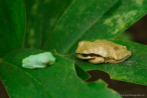 Costa Rica 2018, Bart Fotografie-033