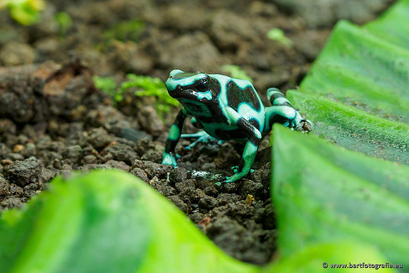 Costa Rica 2018, Bart Fotografie-037