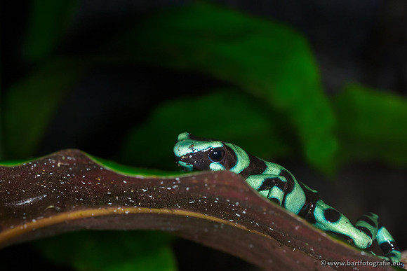 Costa Rica 2018, Bart Fotografie-042