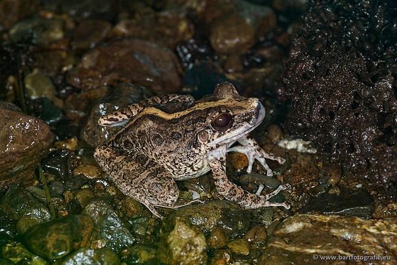 Costa Rica 2018, Bart Fotografie-047