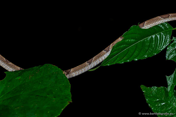 Costa Rica 2018, Bart Fotografie-048