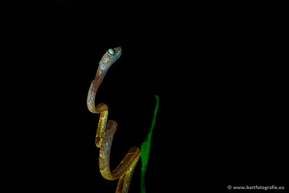 Costa Rica 2018, Bart Fotografie-051