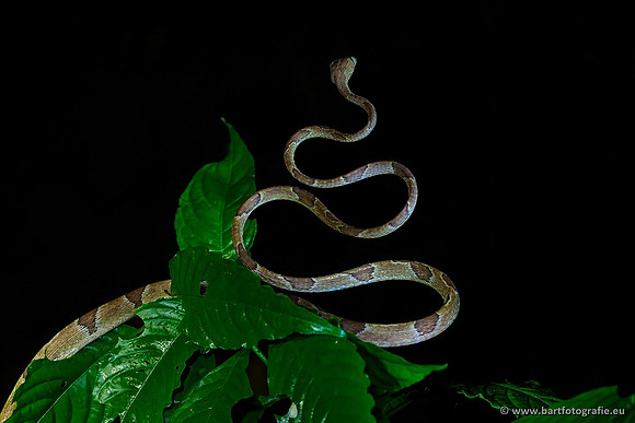 Costa Rica 2018, Bart Fotografie-052