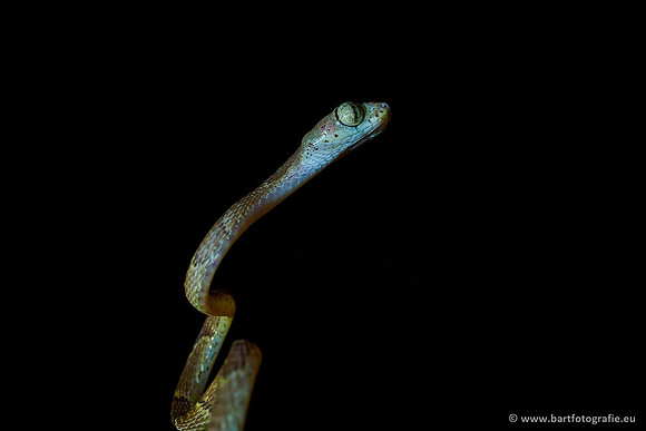 Costa Rica 2018, Bart Fotografie-050