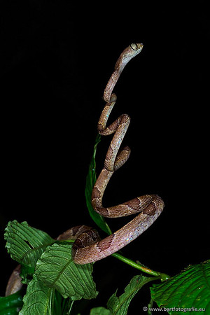 Costa Rica 2018, Bart Fotografie-053