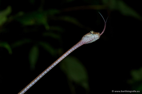 Costa Rica 2018, Bart Fotografie-049