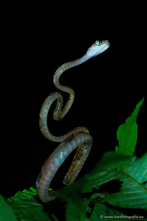 Costa Rica 2018, Bart Fotografie-054