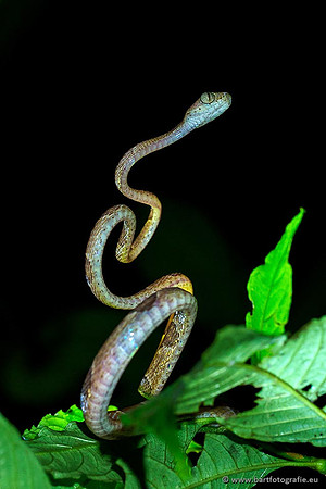 Costa Rica 2018, Bart Fotografie-055