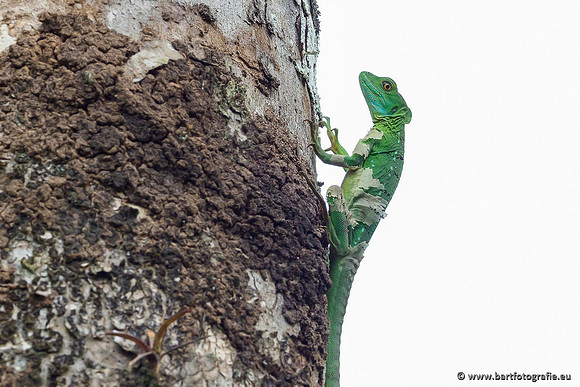 Costa Rica 2018, Bart Fotografie-060