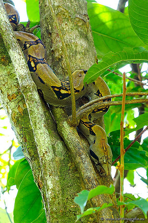 Costa Rica 2018, Bart Fotografie-058