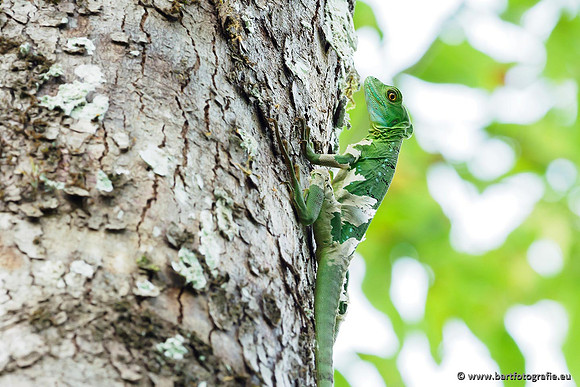 Costa Rica 2018, Bart Fotografie-061