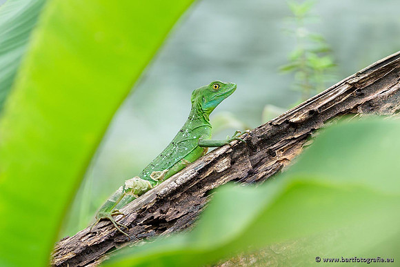 Costa Rica 2018, Bart Fotografie-062