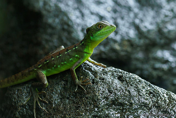 Costa Rica 2018, Bart Fotografie-063
