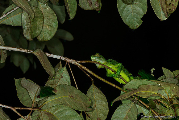 Costa Rica 2018, Bart Fotografie-064