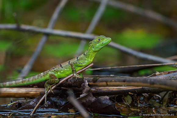 Costa Rica 2018, Bart Fotografie-065