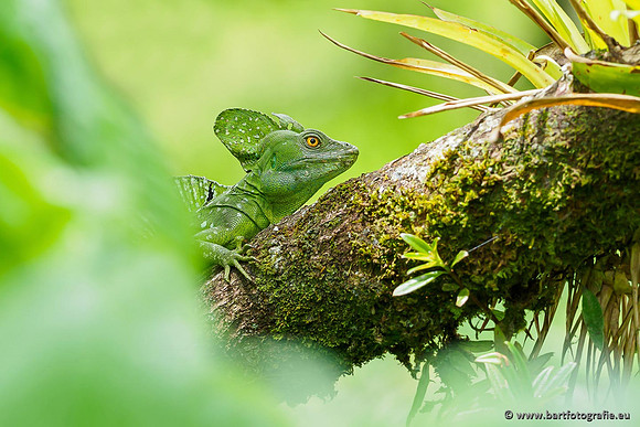 Costa Rica 2018, Bart Fotografie-066