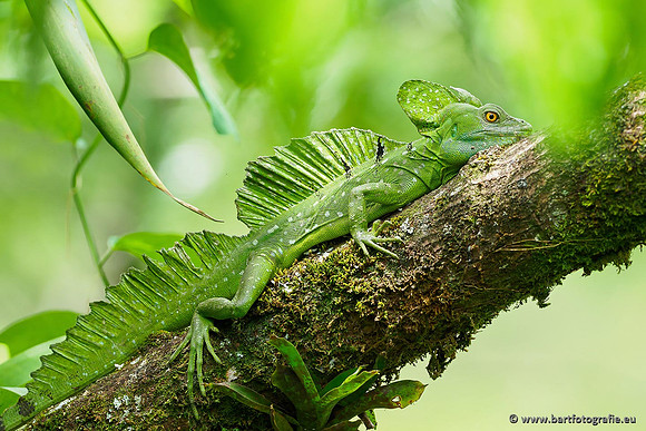 Costa Rica 2018, Bart Fotografie-067
