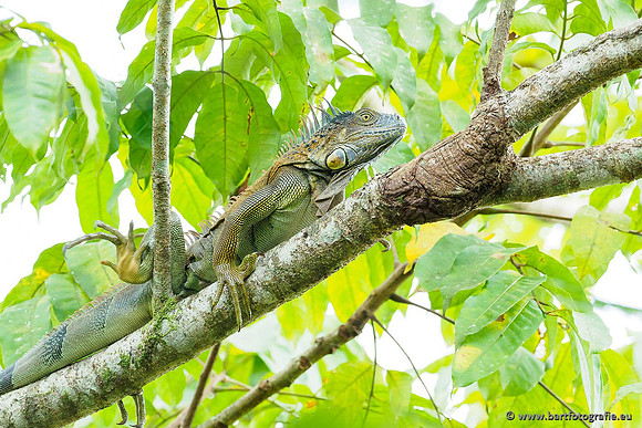 Costa Rica 2018, Bart Fotografie-069