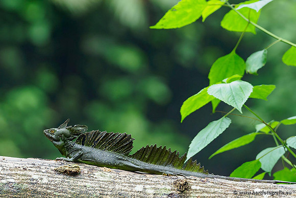 Costa Rica 2018, Bart Fotografie-070