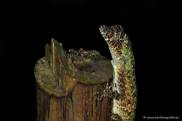 Costa Rica 2018, Bart Fotografie-072