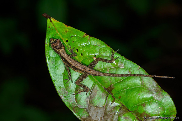 Costa Rica 2018, Bart Fotografie-074