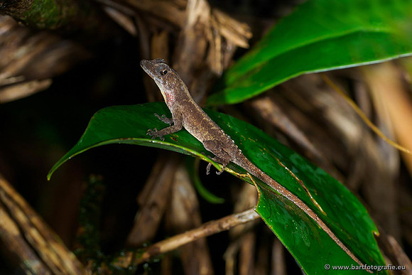 Costa Rica 2018, Bart Fotografie-075