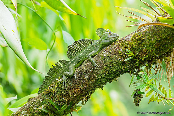 Costa Rica 2018, Bart Fotografie-068