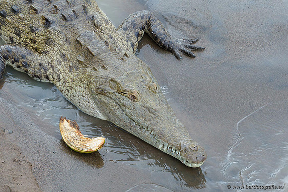 Costa Rica 2018, Bart Fotografie-085